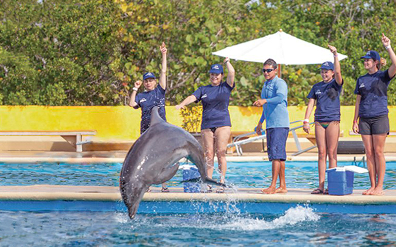 Swim with Dolphins in Puerto Vallarta | Vallarta Adventures