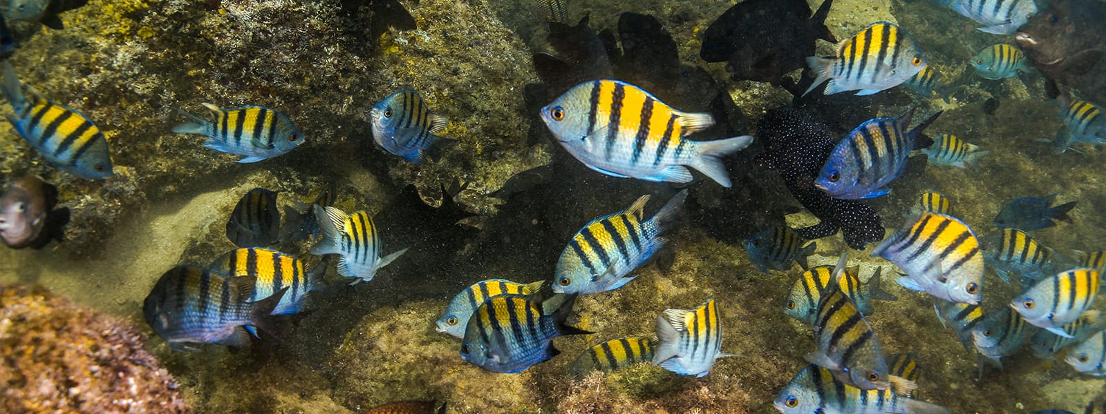 Swim in a cenote with Cancun Adventures