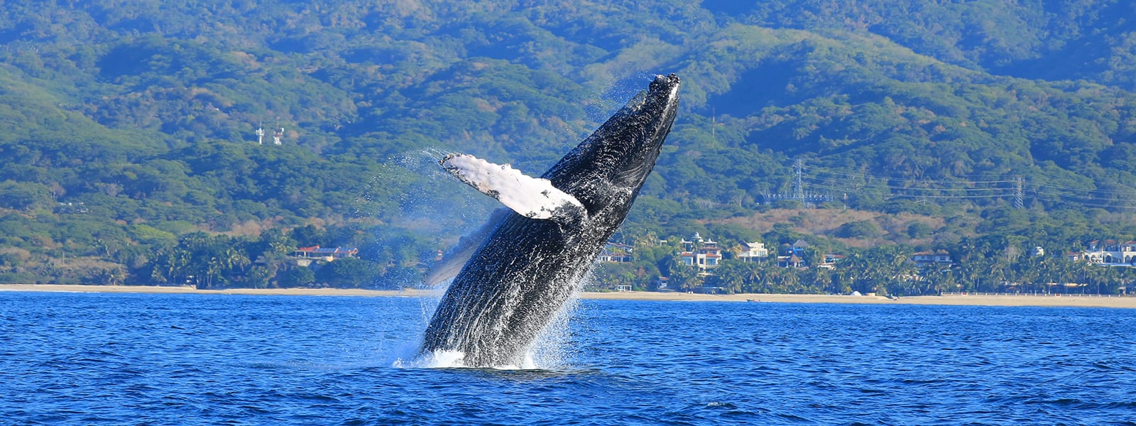 Caletitas Whale Watching