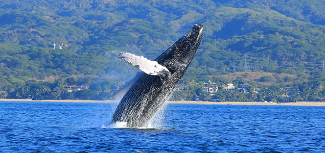 Majahuitas Whale Watching