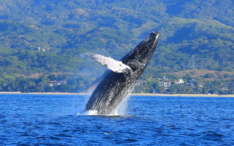 Majahuitas Whale Watching|