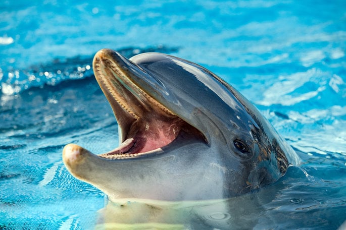 Smiling dolphin looking out of water