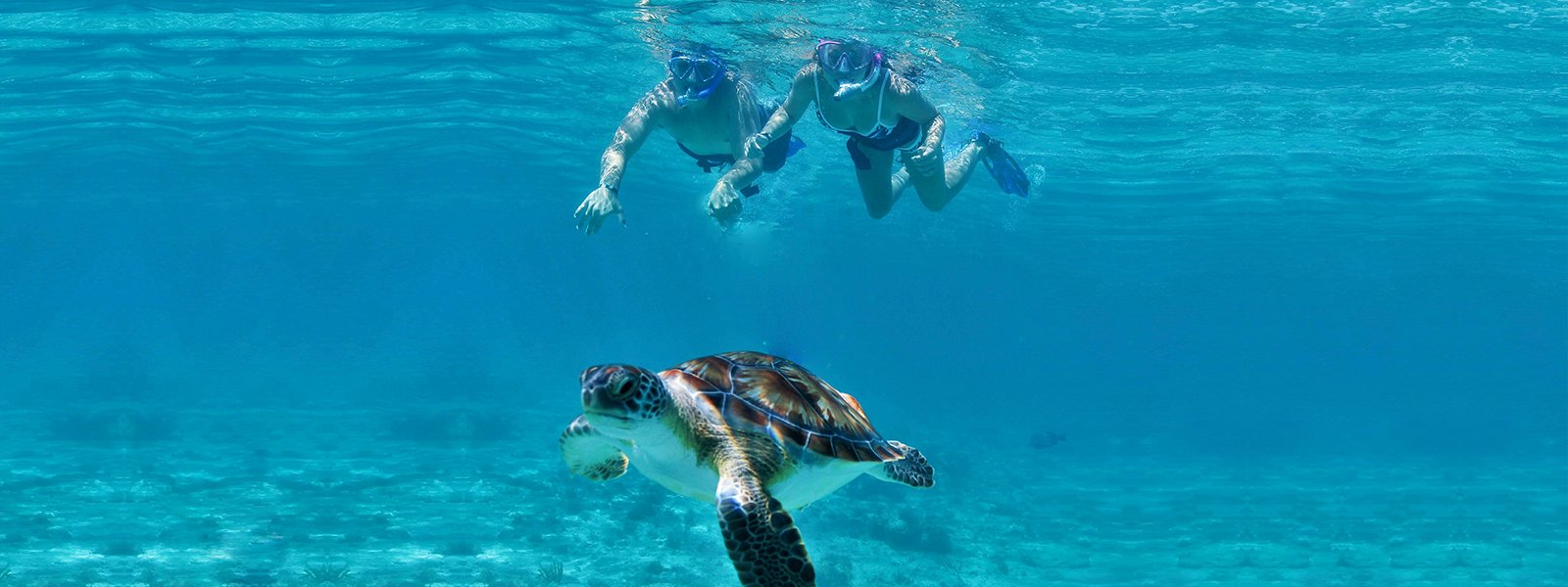 Snorkel with Sea Turtles in Cancun