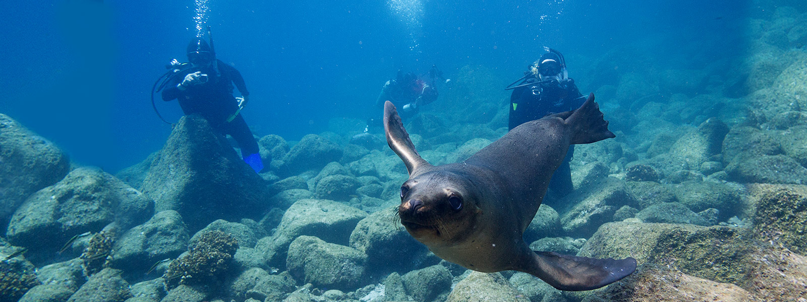 Scuba dive with sea lions en Cabo