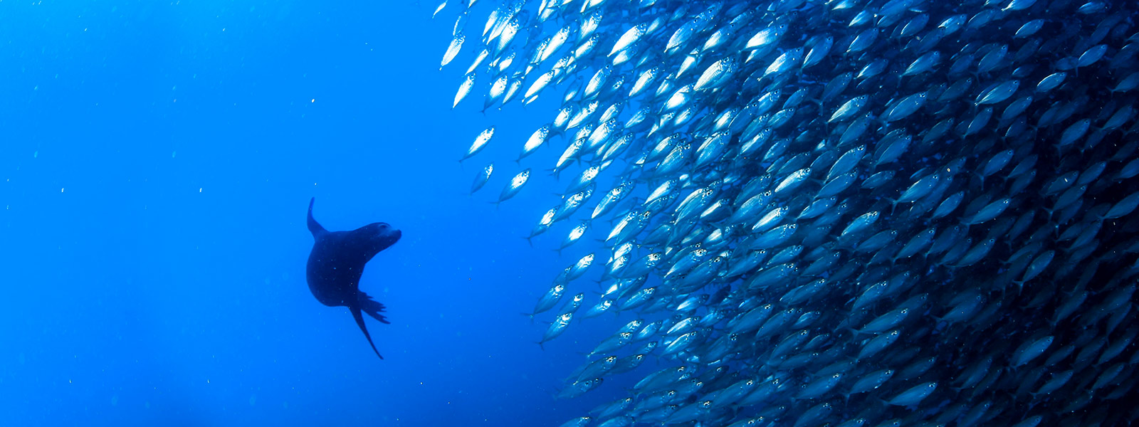 Go diving with the PADI Five Star Dive Center at Cabo Adventures