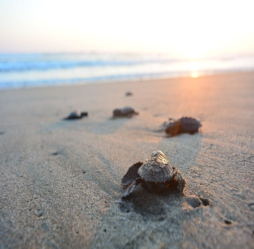 Where to See Turtles in Puerto Vallarta | Vallarta Adventures