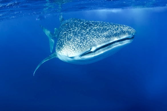 A whale shark swimming near the water's surface