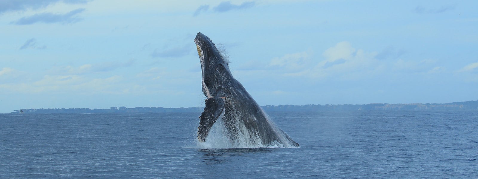 private whale watching in punta mita