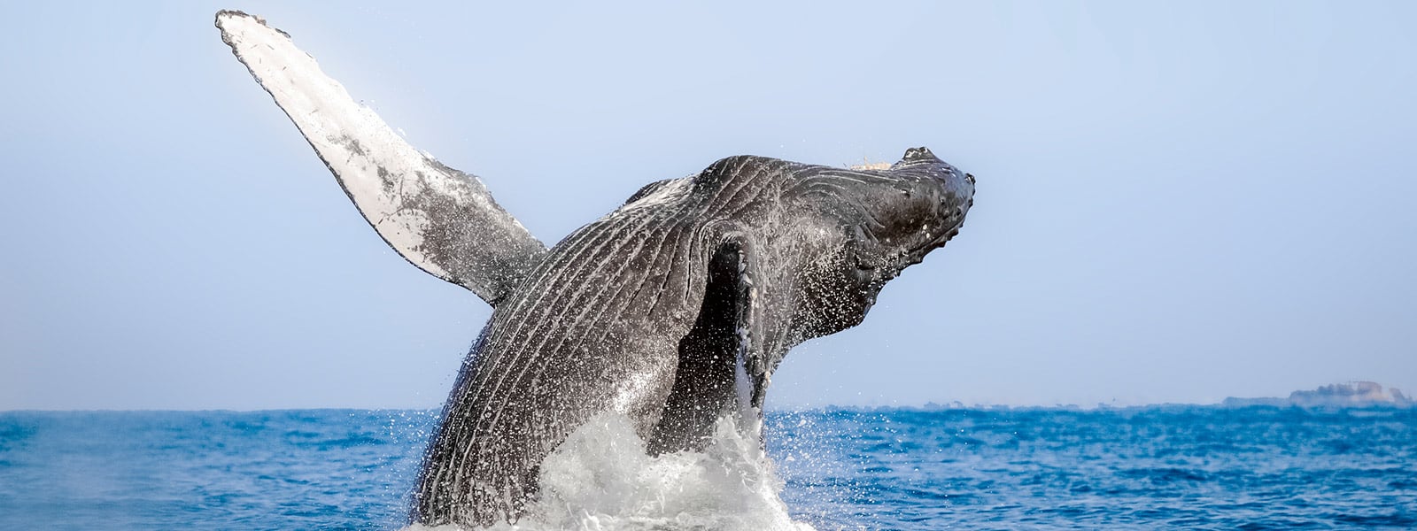 private whale watching in punta mita