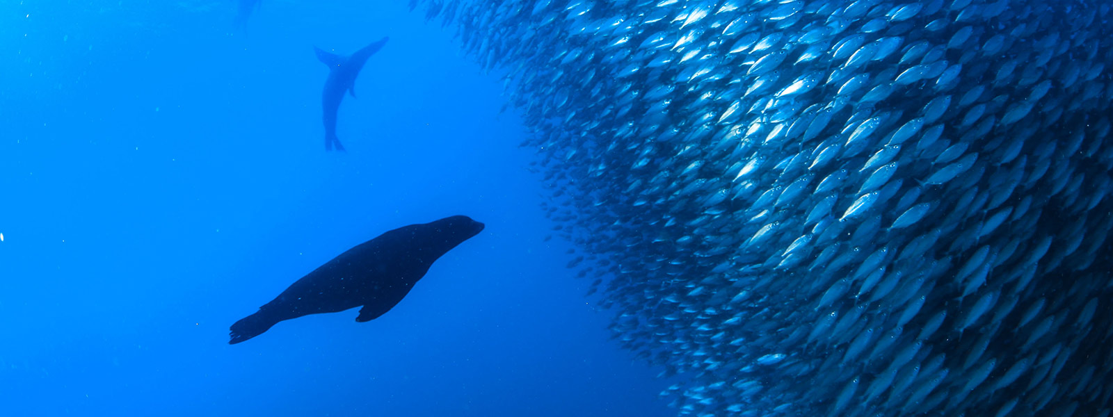 PADI 5-star Dive Center - Cabo Adventures