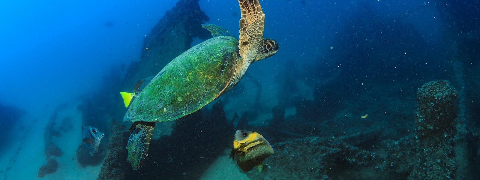 Get PADI Certified in Cabo on vacation