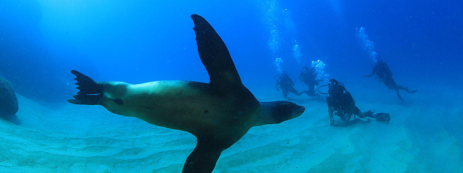 Best PADI Courses in Los Cabos | Cabo Adventures