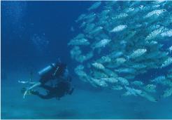 PADI Open Water Diver Referral