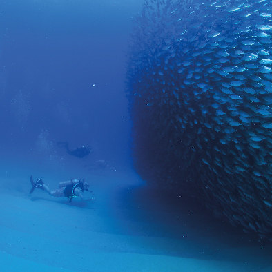 diver on padi open water certification cabo adventures tour