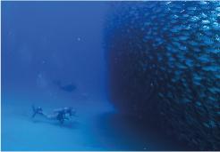 diver on padi open water certification cabo adventures tour