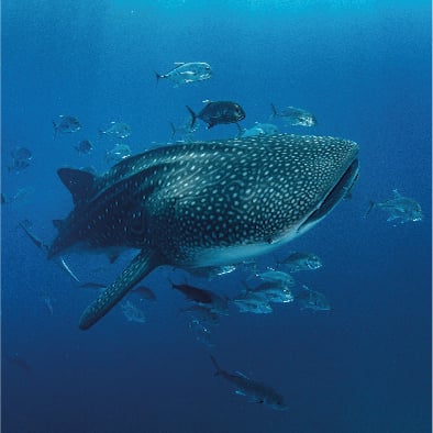 Encounter whale sharks in Cabo