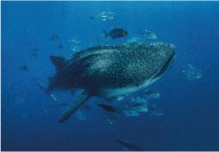 Witness whale sharks in Cabo San Lucas