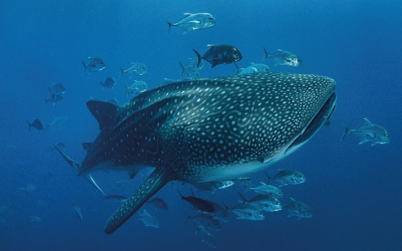 Whale shark diving in Cabo San Lucas|