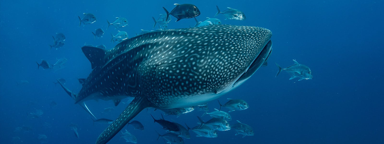 Swim with whale sharks in Cabo