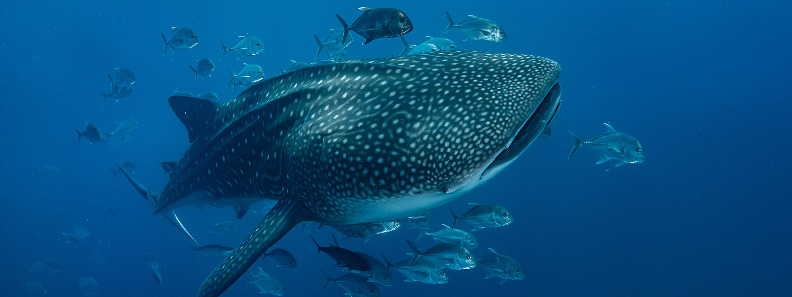 Premium Whale Shark Swimming - Funcabo