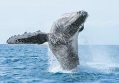 private whale watching in punta mita