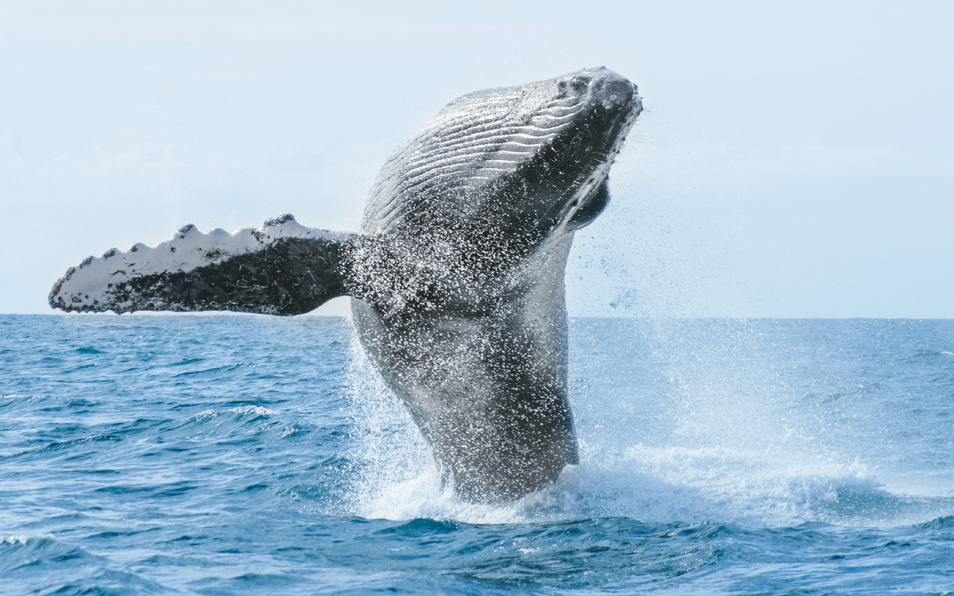 watch whales in private in puerto vallarta|