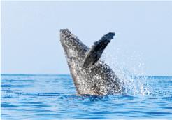 See the humpback whales in Puerto Vallarta