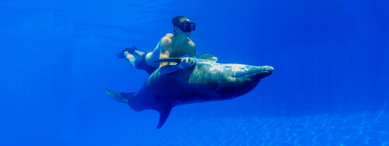 Swim with dolphins in Puerto Vallarta | Vallarta Adventures