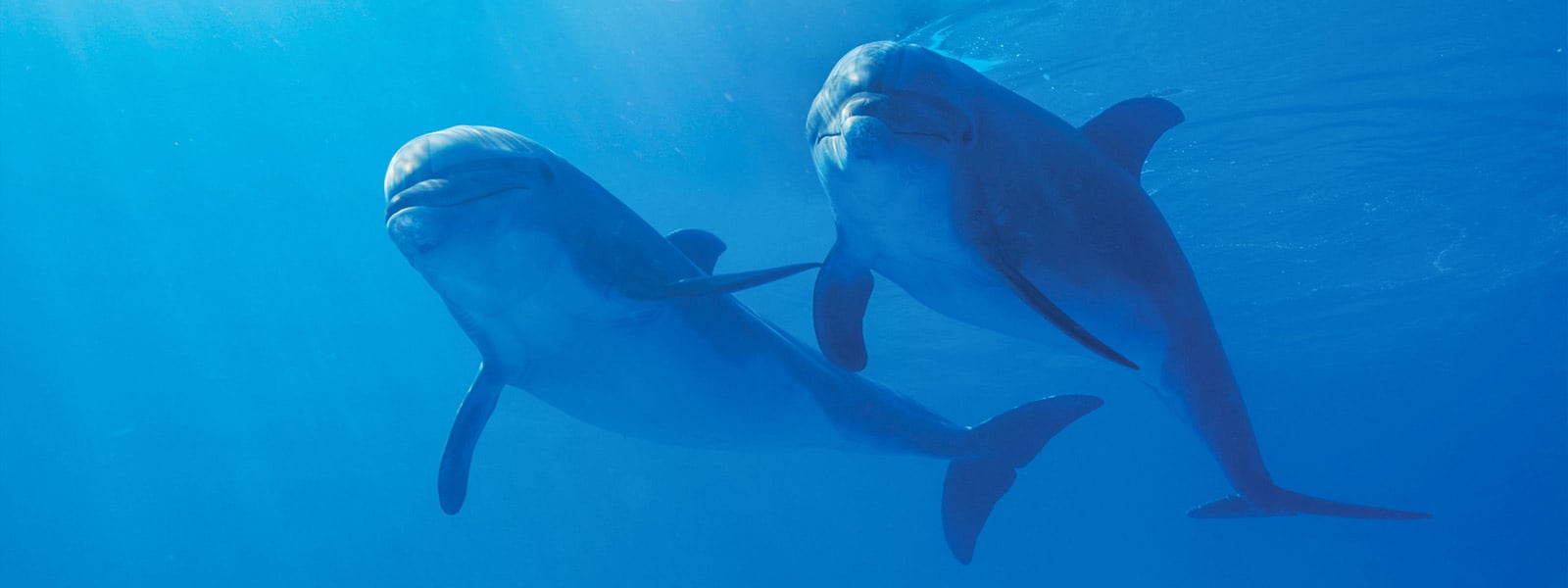 Swim with dolphins in Puerto Vallarta | Vallarta Adventures