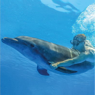 Swim with dolphins in Puerto Vallarta | Vallarta Adventures