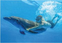 Swim with dolphins in Puerto Vallarta | Vallarta Adventures