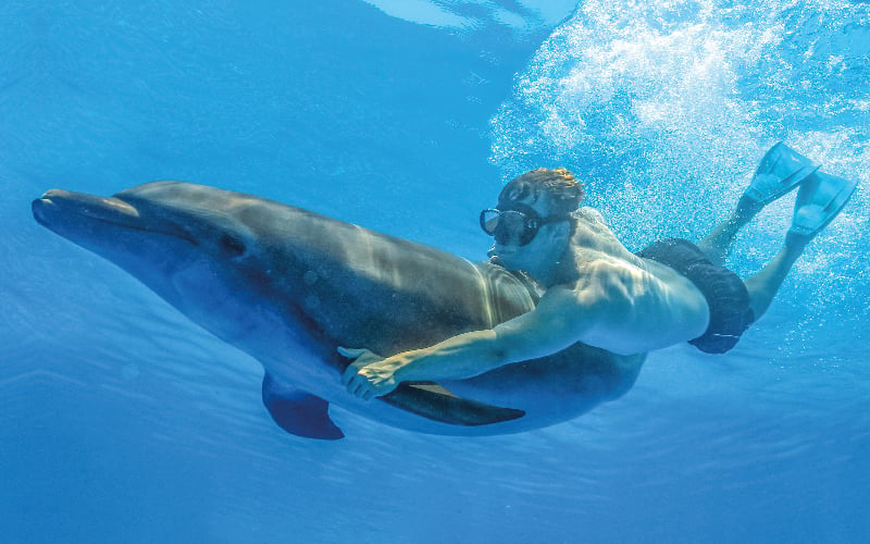 Swim with dolphins in Puerto Vallarta | Vallarta Adventures