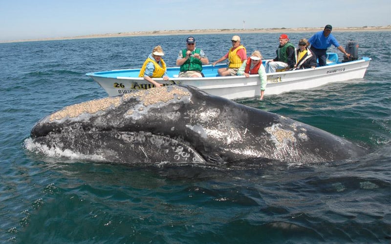 private gray whale excursion with cabo adventures|
