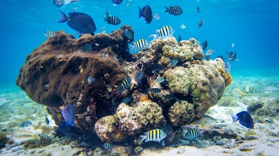Introducir 44+ imagen cozumel coral reef