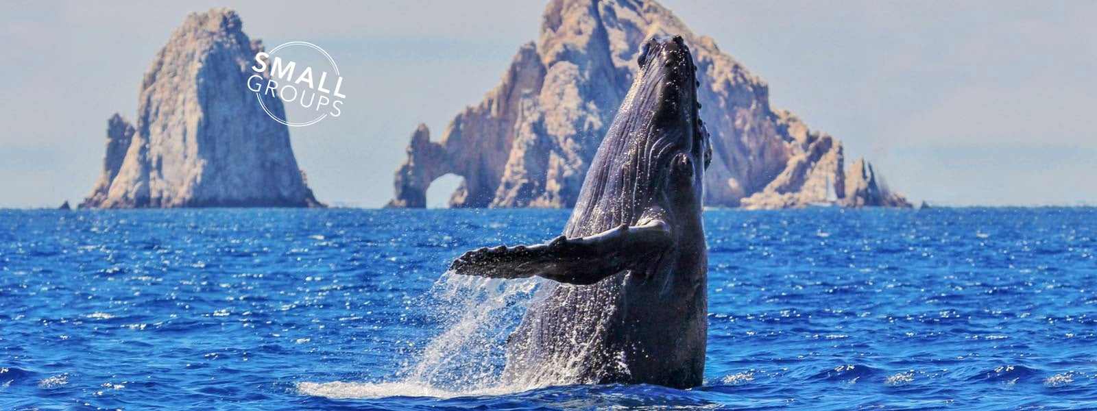 Humpback whales in cabo