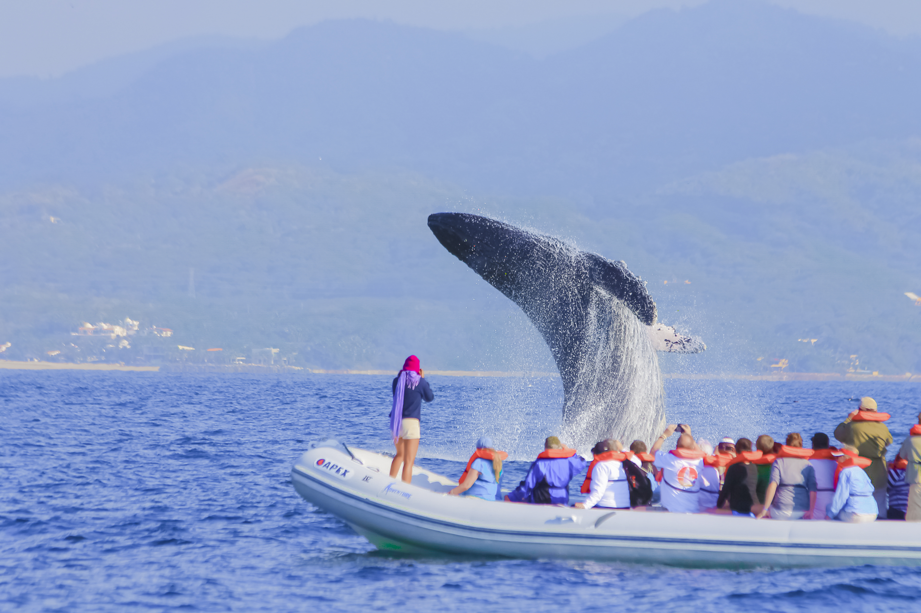 Interesting Facts About Humpback Whales | Vallarta Adventures