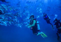 Los Arcos Scuba diving for certified divers with Vallarta Adventures