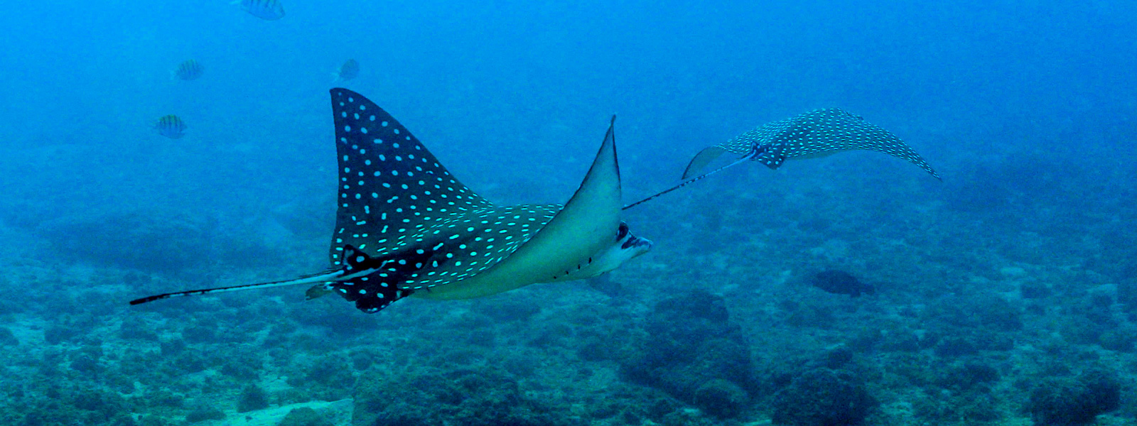 spotted eagle ray at Los Arcos scuba diving