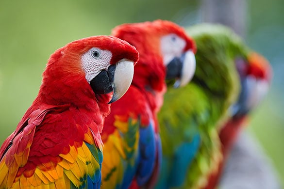 Puerto Vallarta Mexico Parrots Macaws Birds Mexican Travel Advertisement Poster 