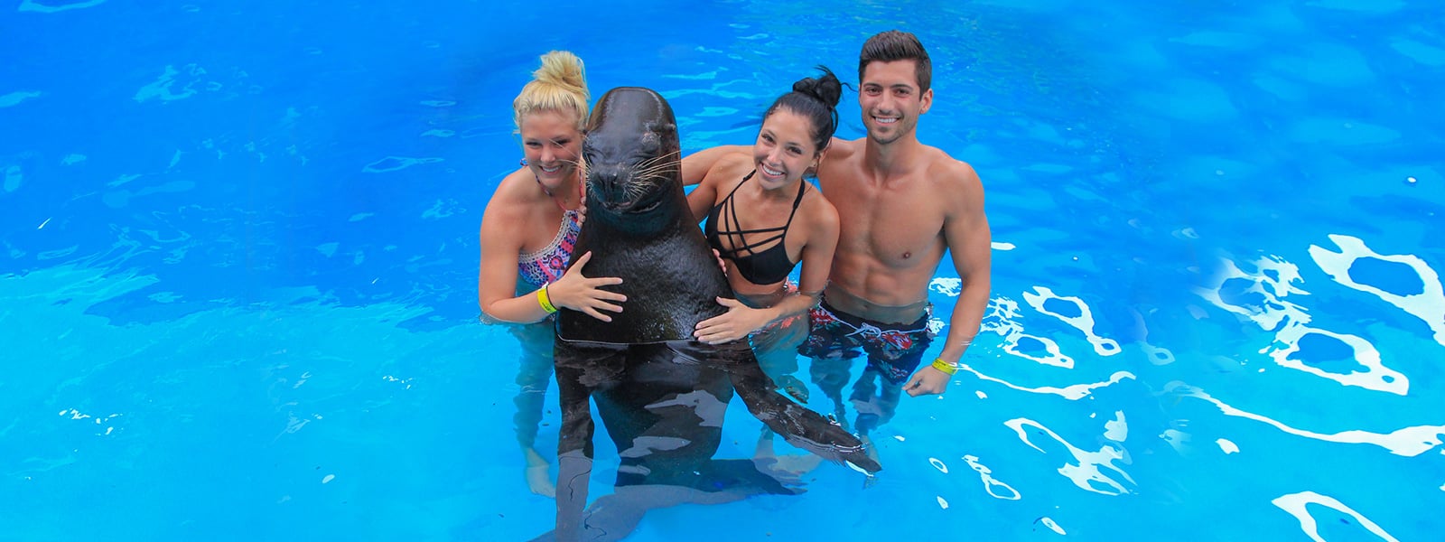 swim with sea lions puerto vallarta