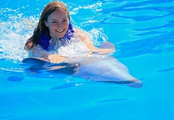 Smile alongside a dolphin during your private Cabo tour