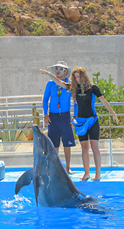 Dolphin Trainer for a Day