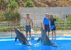 Dolphin Trainer for a Day