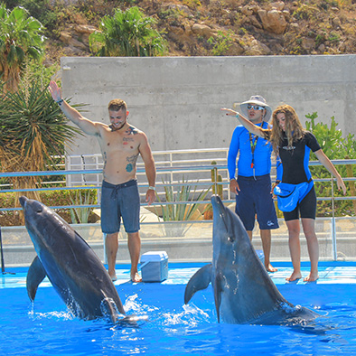 Dolphin Trainer for a Day