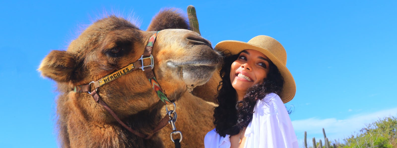 Camel kiss