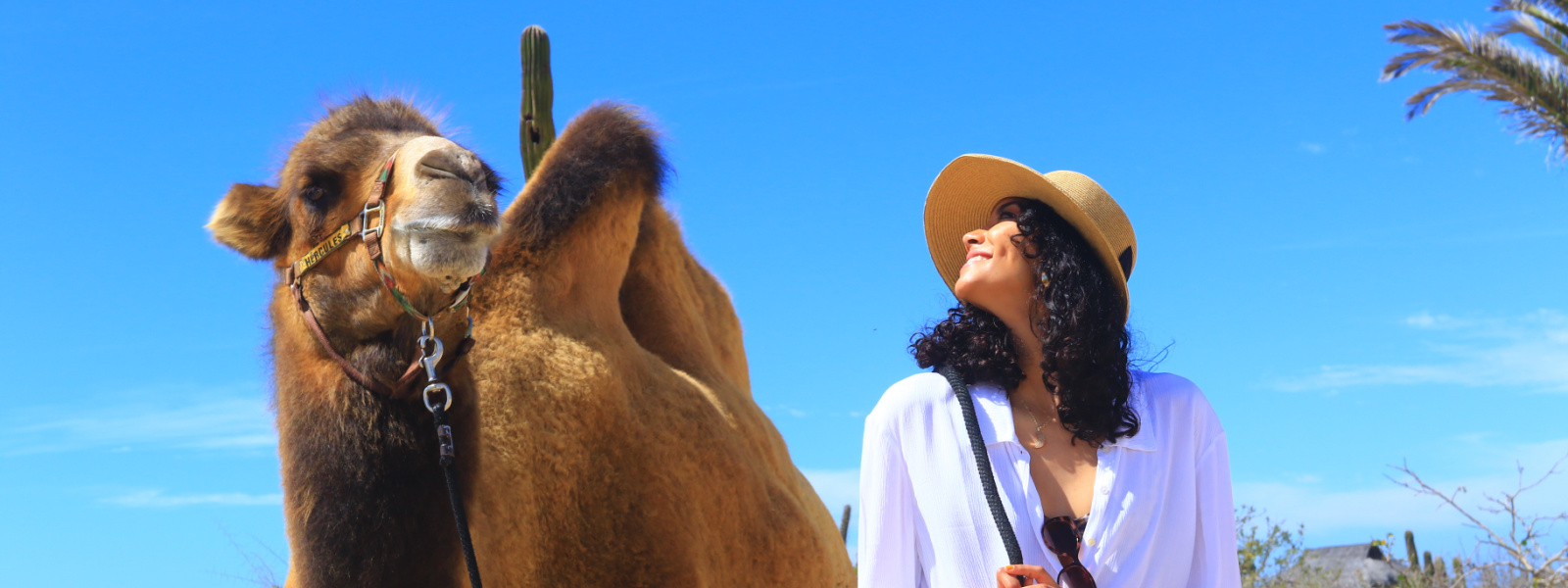 Camel interaction