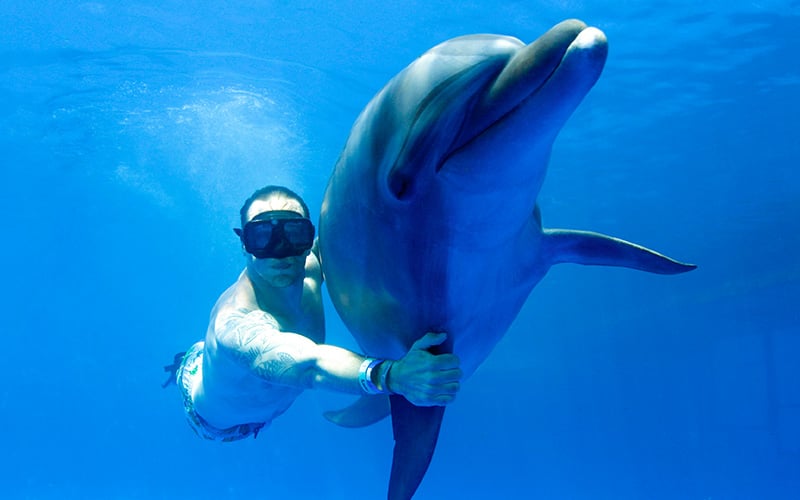 Interact with dolphins &amp;amp; sea lions in Puerto Vallarta  | Vallarta Adventures|