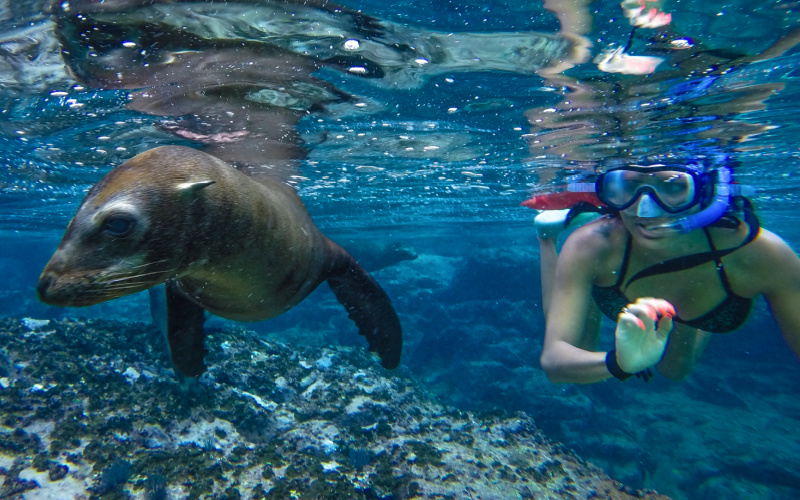 snorkel with sea lions|snorkel with sea lions