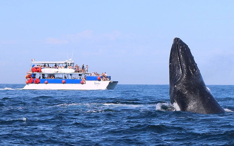 Majahuitas Whale Watching|