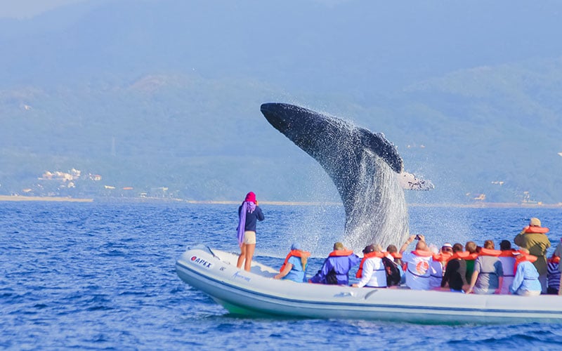 Whale watching tour with Vallarta Adventures|